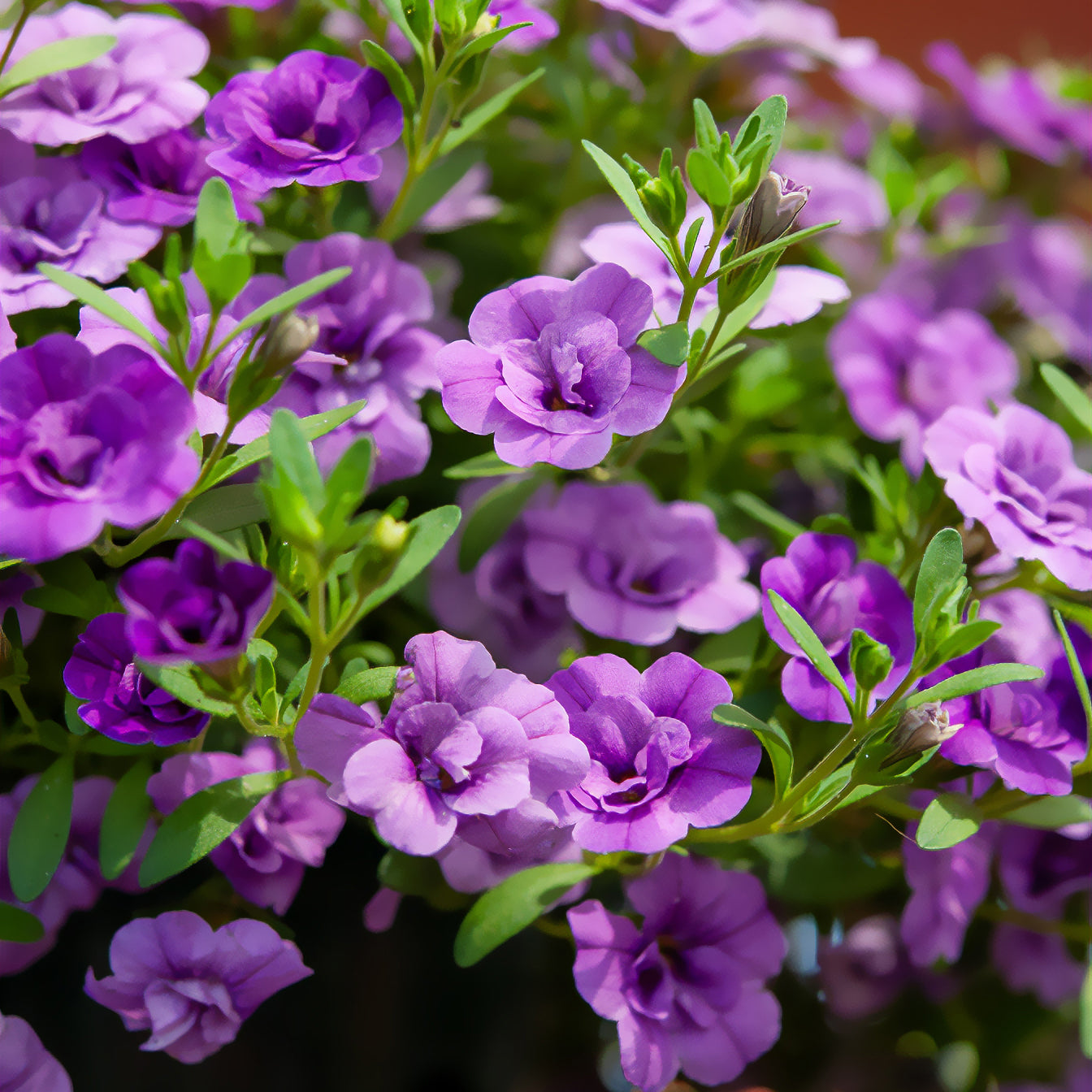 Paarse dubbelbloemige mini-petunia (x3) - Calibrachoa hybride double Amethyst - Bakker