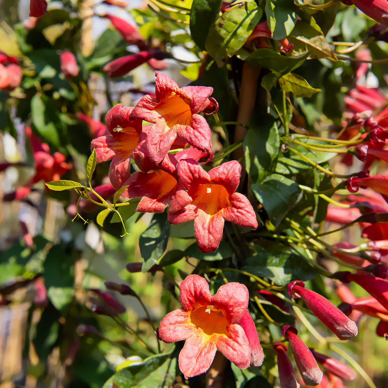 Bignonia Tangerine Beauty - Bakker