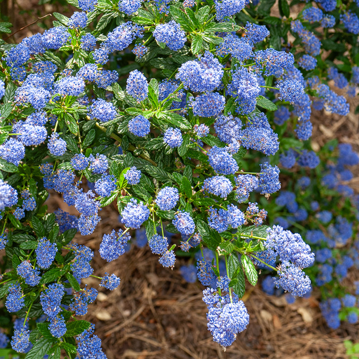 Ceanothus Concha / Amerikaanse sering - Ceanothus Concha - Bakker