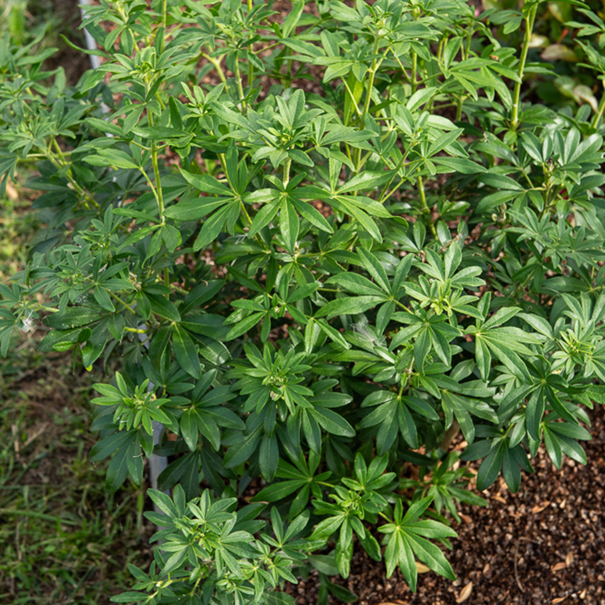 Mexicaanse oranjebloesem Green Fingers® - Choisya ternata Greenfingers ® - Bakker