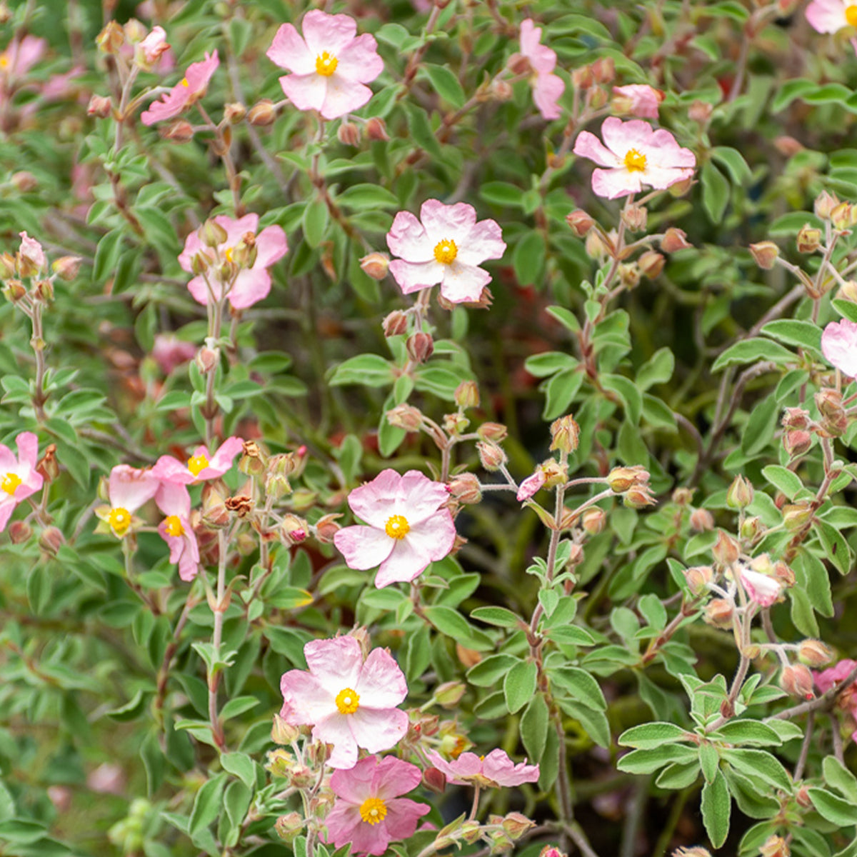 Cistus Silver Pink - Cistus x argenteus Silver Pink - Bakker