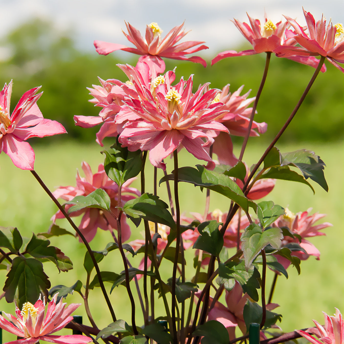 Clematis montana Broughton star - Bosrank 'Broughton Star' - Clematis