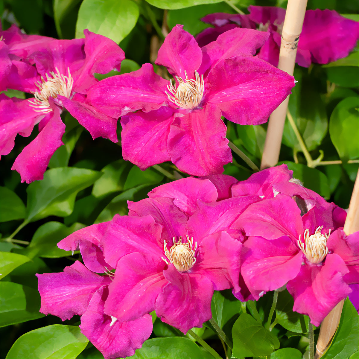 Clematis - Bosrank 'Ernest Markham' - Clematis viticella Ernest markham