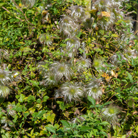 Gouden Tiara® Clematis - Clematis tangutica Golden Tiara®Kugotia - Bakker
