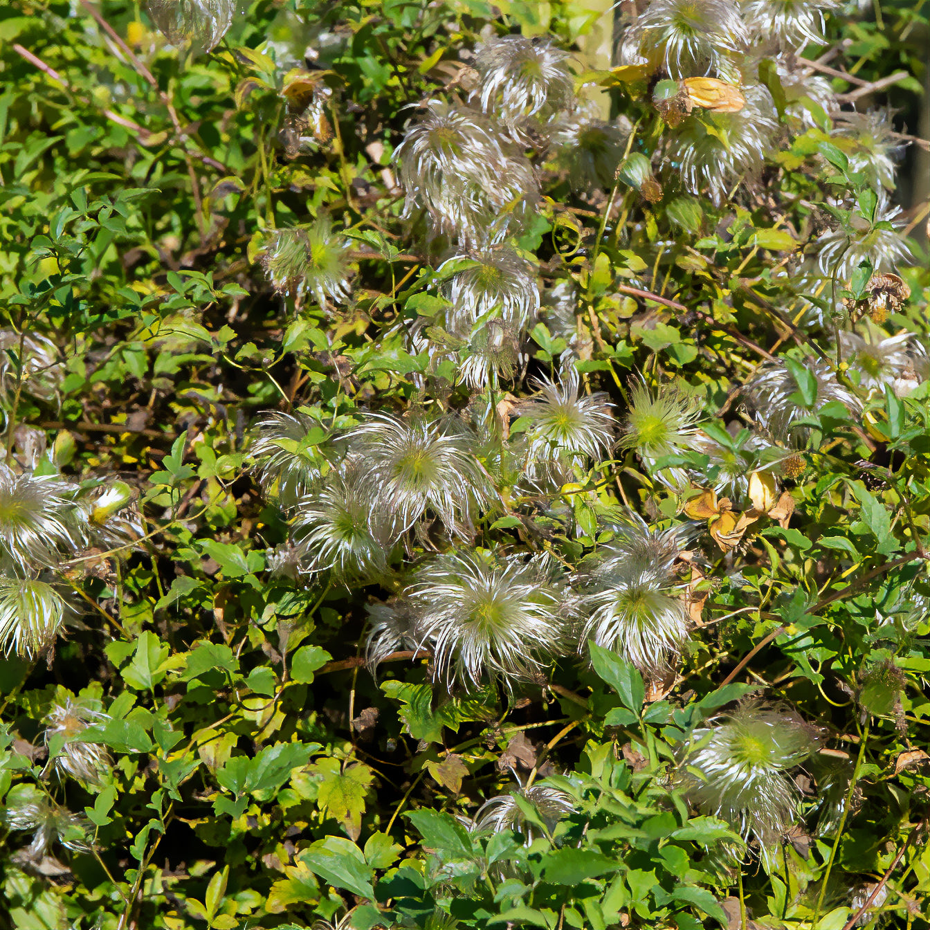 Gouden Tiara® Clematis - Clematis tangutica Golden Tiara®Kugotia - Bakker