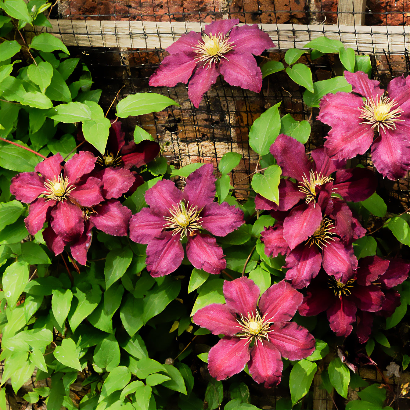 Bosrank 'Niobe'  - Clematis Niobe - Bakker