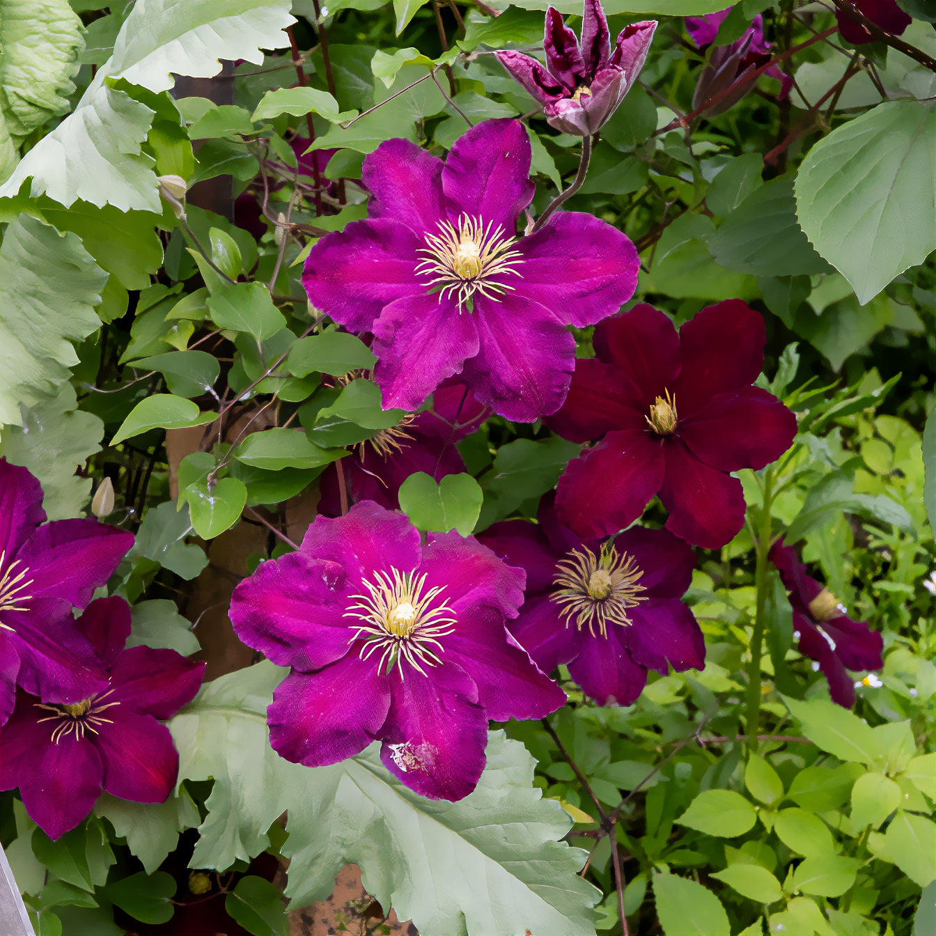 Clematis - Bosrank 'Niobe'  - Clematis Niobe