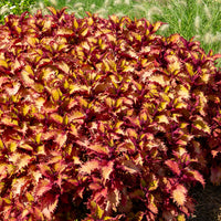 Siernetel Henna - Coleus Henna - Bakker