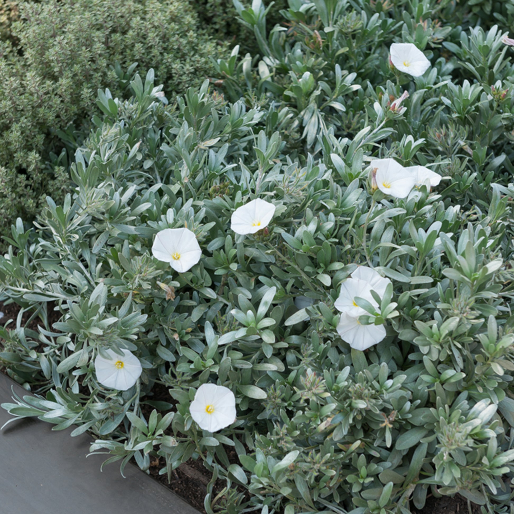 Bodembedekkers - Zilverwinde - Convolvulus cneorum