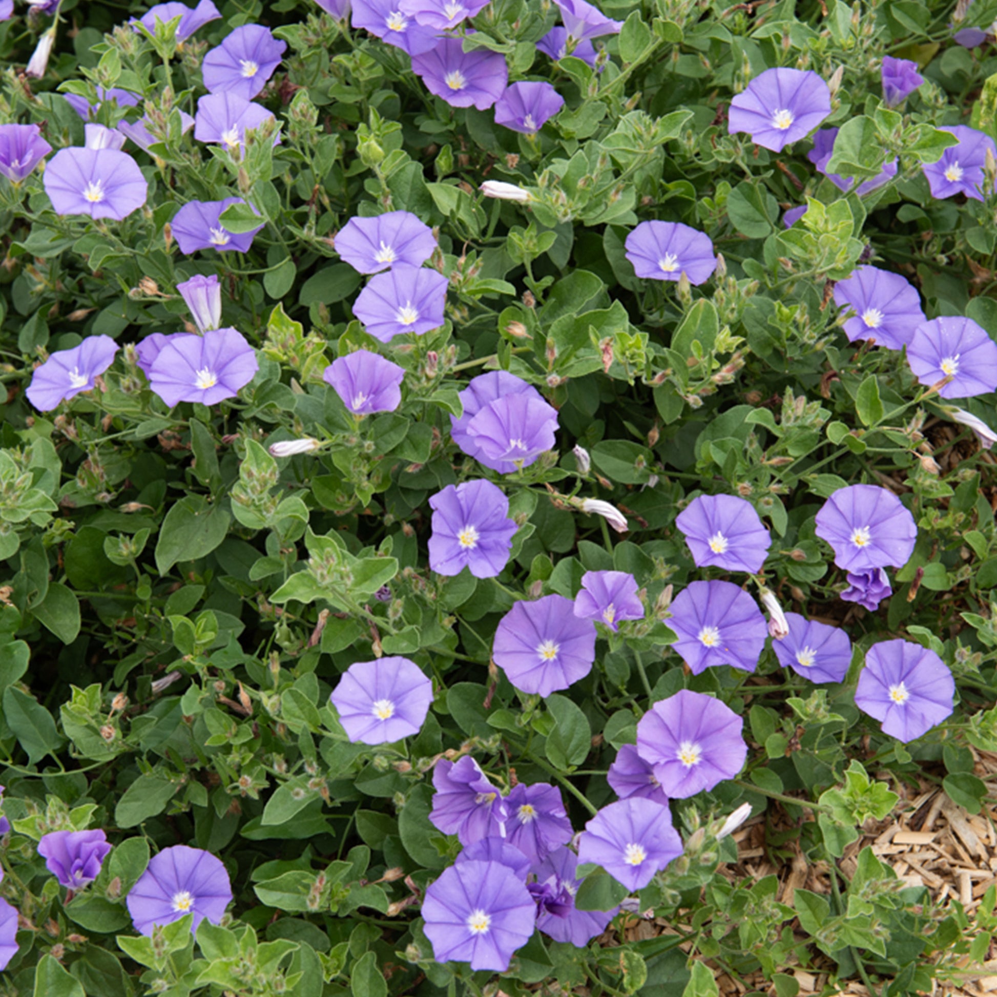 Convolvulus New Blue Moon®/ Winde - Bakker