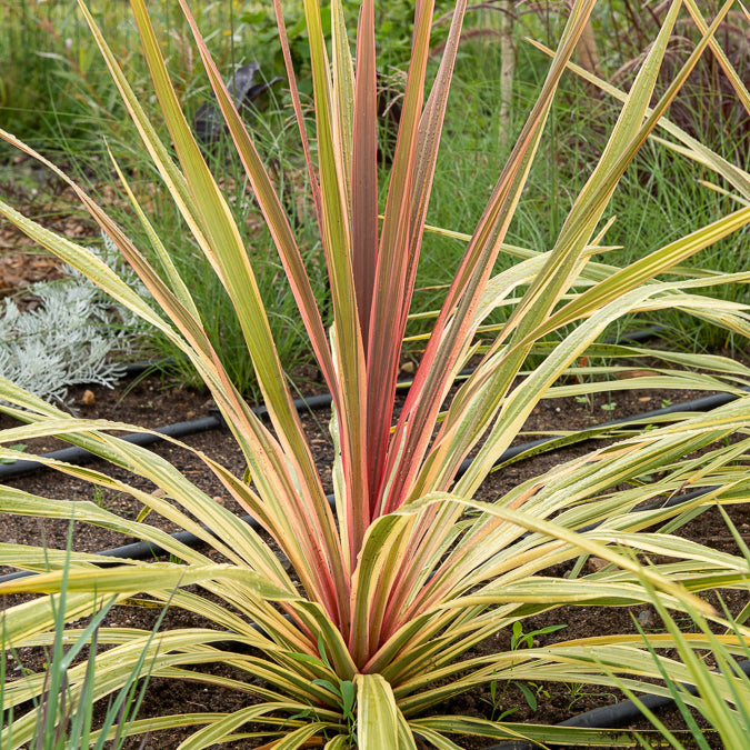 Cordyline australis 'Can Can'® / Koolpalm - Bakker