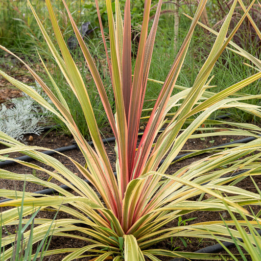 Cordyline australis 'Can Can'® / Koolpalm - Bakker