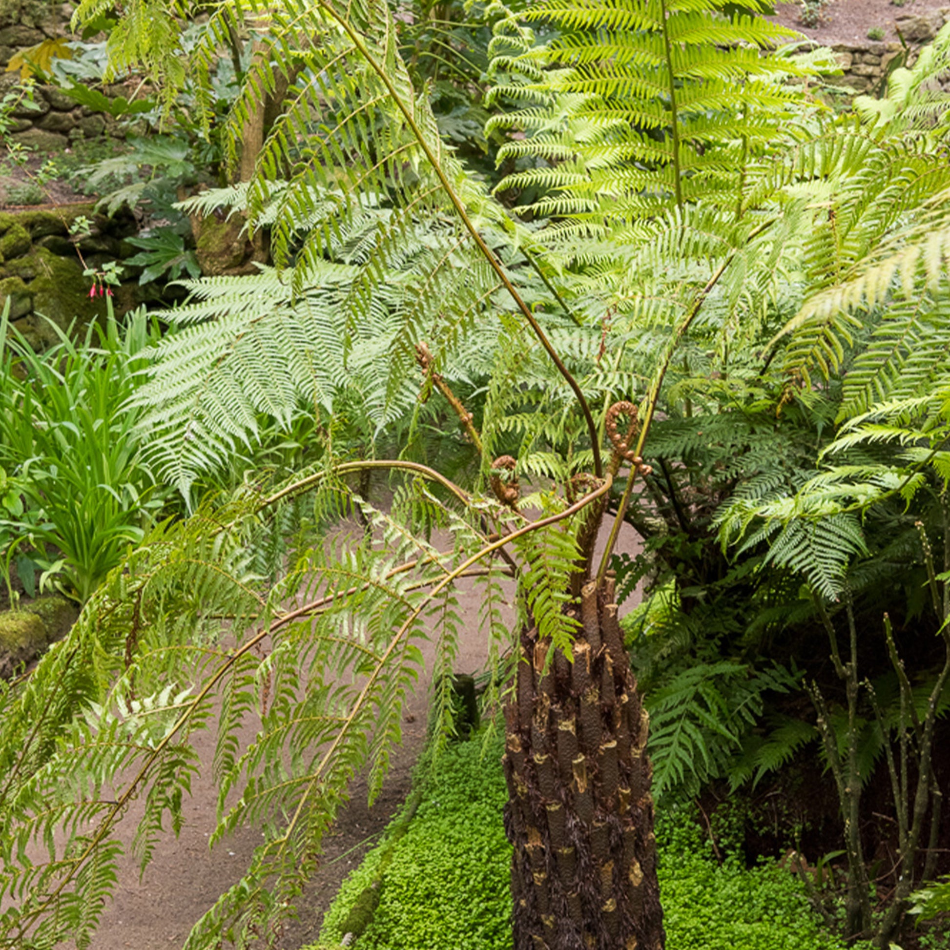 Cyathea australis - Boomvaren - Vaste planten