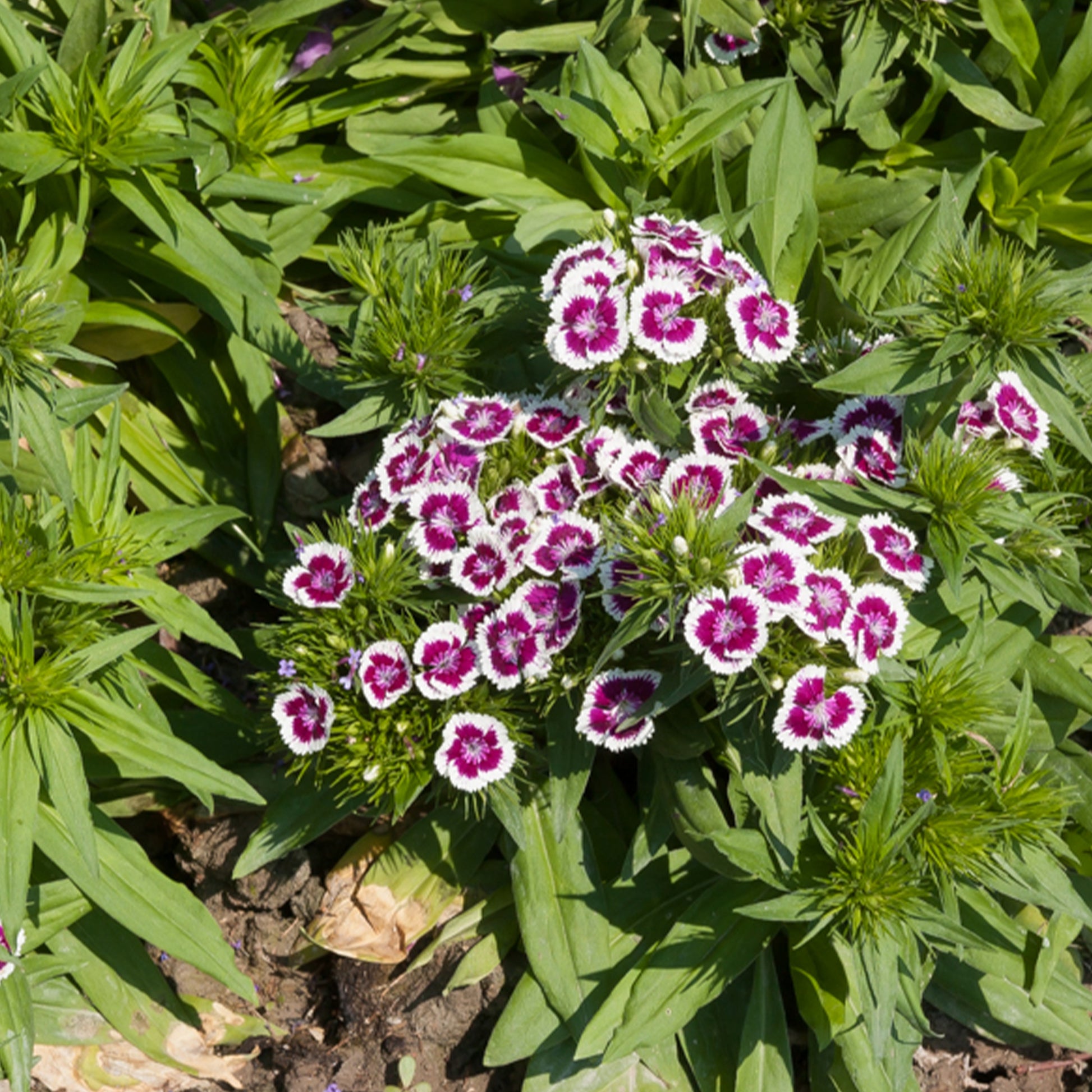 Picotee Paarse Anjer - Dianthus barbatus Barbarini Purple Picotee - Bakker