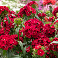 Rode anjer - Dianthus barbatus Barbarini Red - Bakker