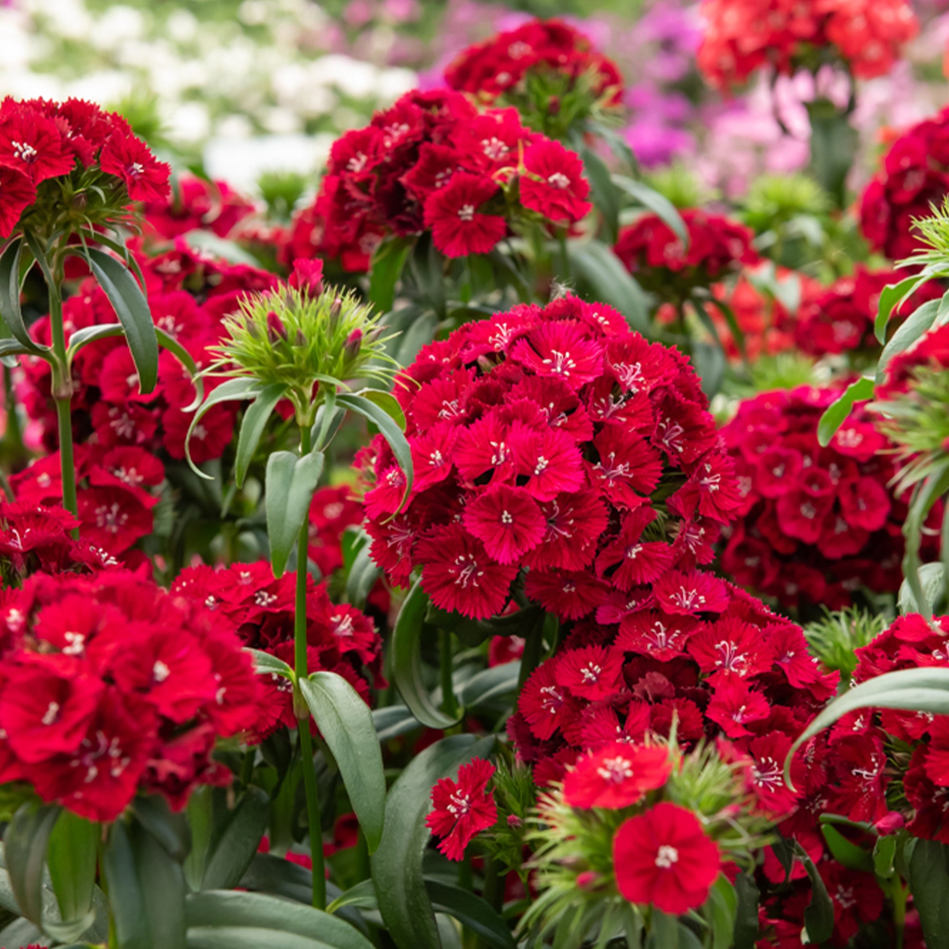 Rode anjer - Dianthus barbatus Barbarini Red - Bakker