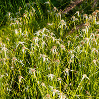 Dichromena colorata - Stergras - Oeverplanten