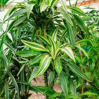Dracaena Warneckei / Drakenbloedboom - Dracaena deremensis Warneckei - Bakker