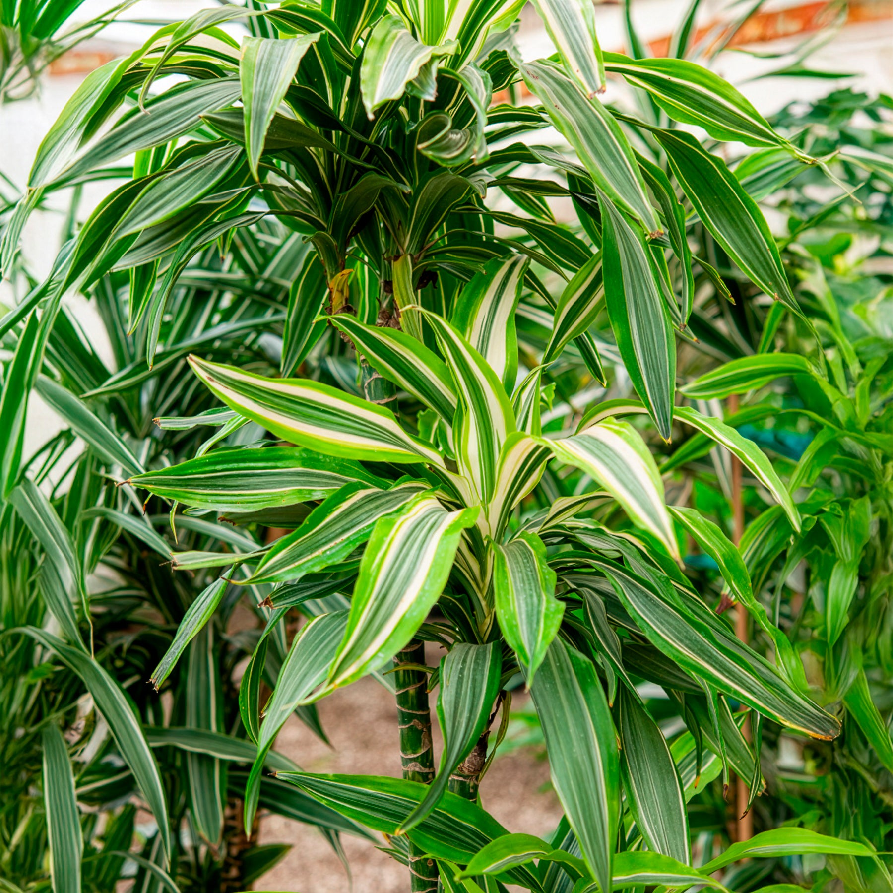 Dracaena Warneckei / Drakenbloedboom - Dracaena deremensis Warneckei - Bakker