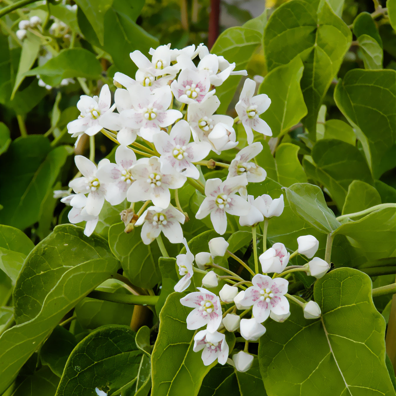 Wattakaka sinensis  - Dregea sinensis - Bakker