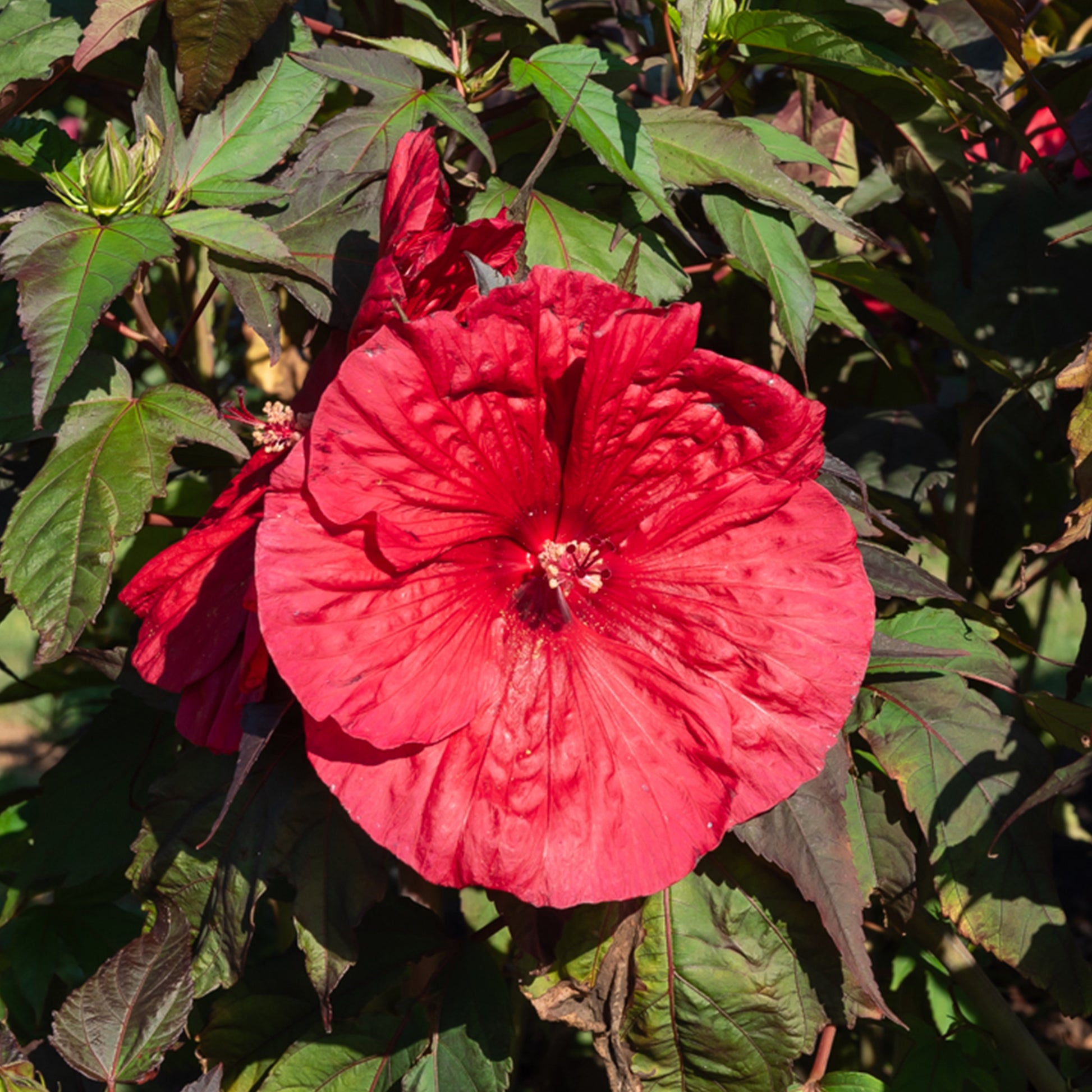 Hibiscus 'Carousel Geant Red'® / Altheastruik - Hibiscus moscheutos Carrousel Geant Red® - Bakker