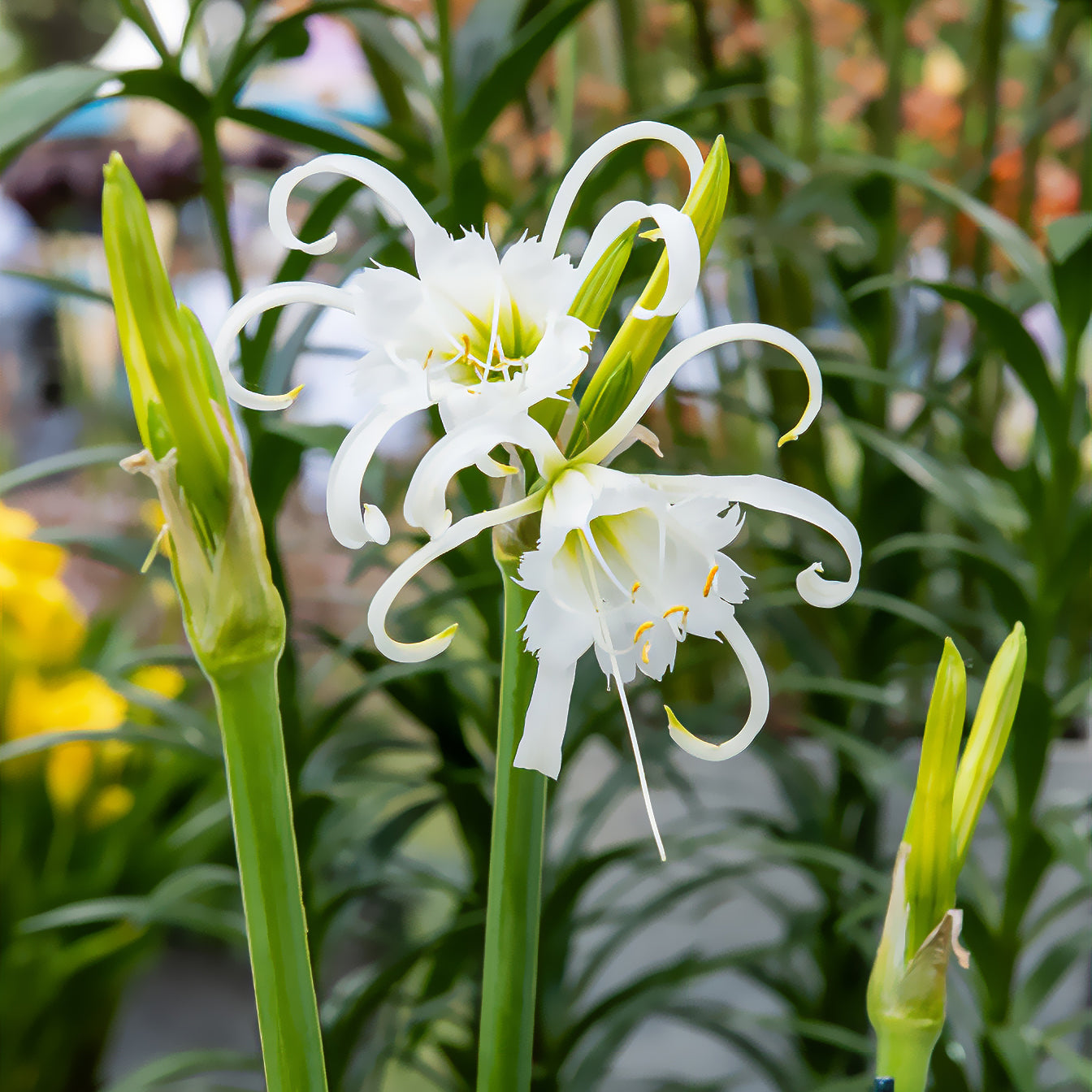 Hymenocallis x festalis - Bollen Ismene Festalis/Peruaanse narcis (x3) - Zomerbloeiers