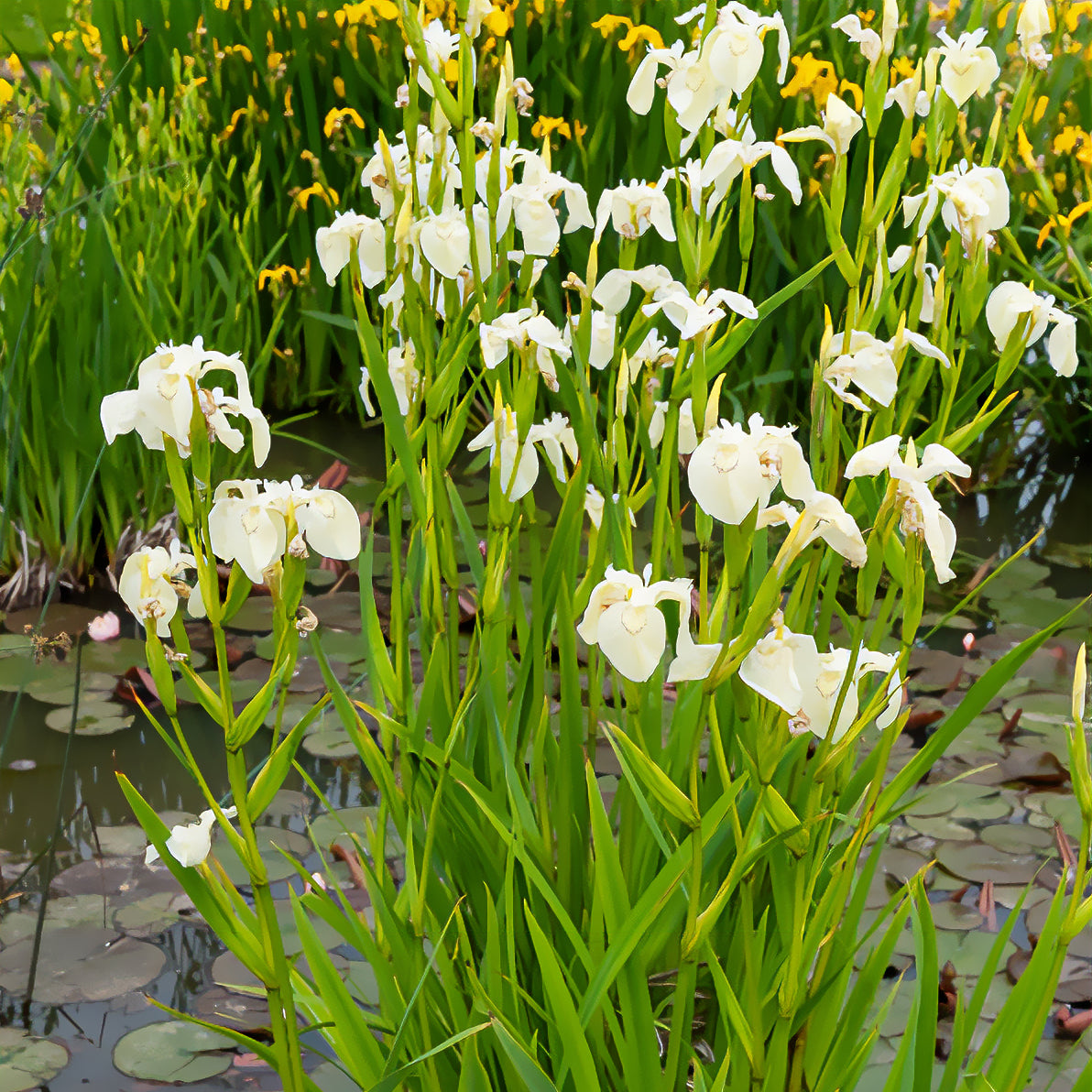 Iris pseudacorus Alba - Iris pseudacorus 'Alba' / Witte lis - Moerasiris