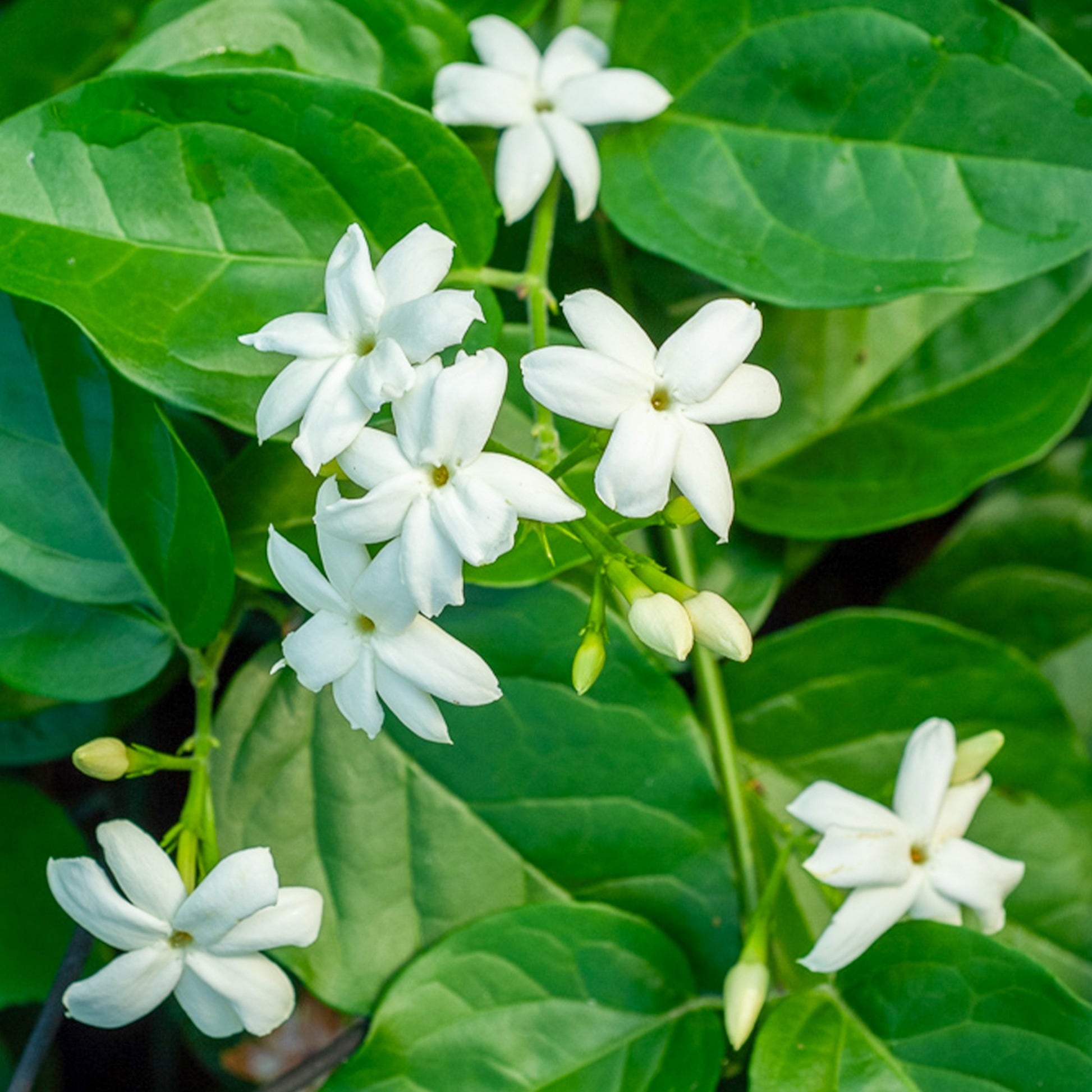 Arabische jasmijn - Jasminum sambac - Bakker