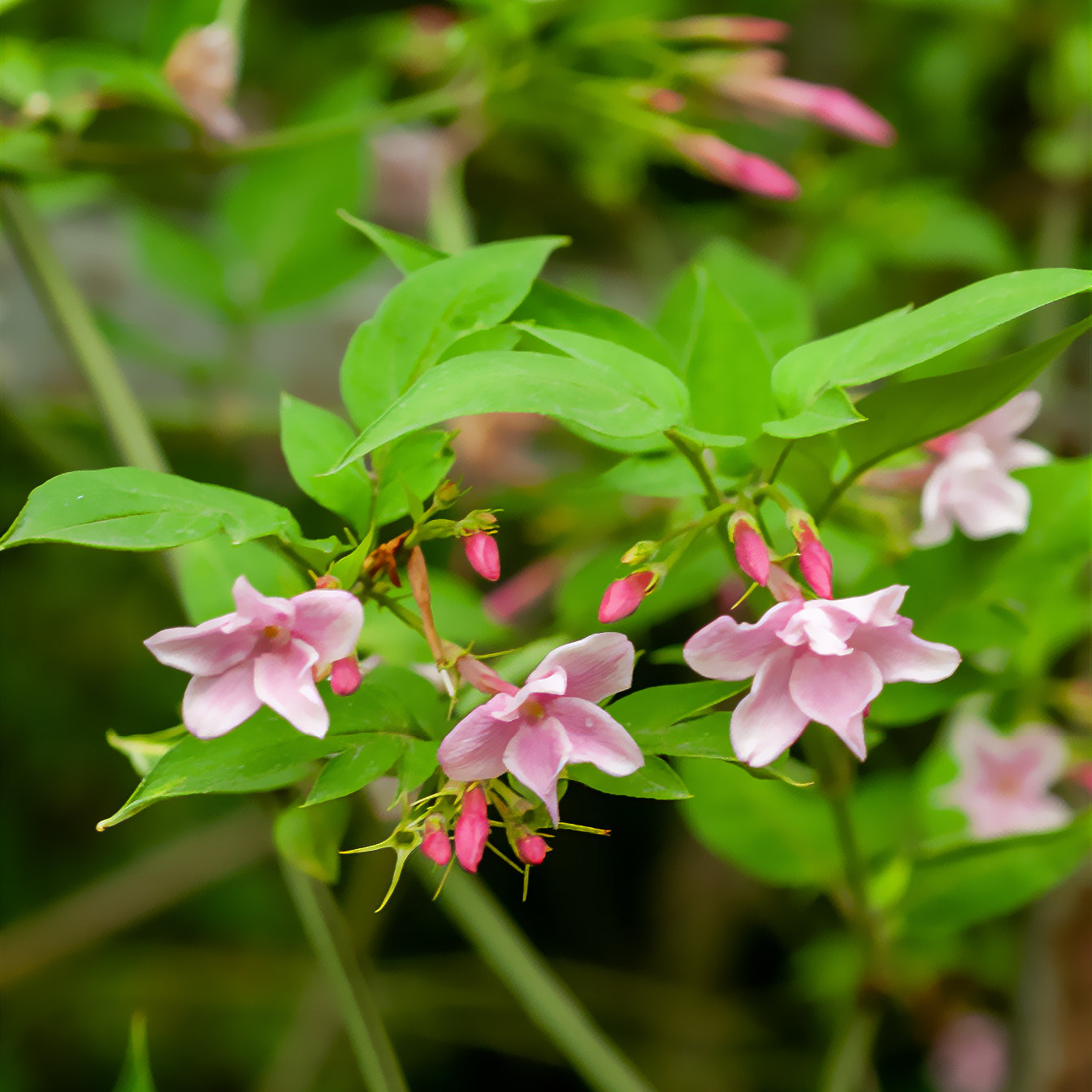 Chinese jasmijn - Jasminum stephanense - Bakker