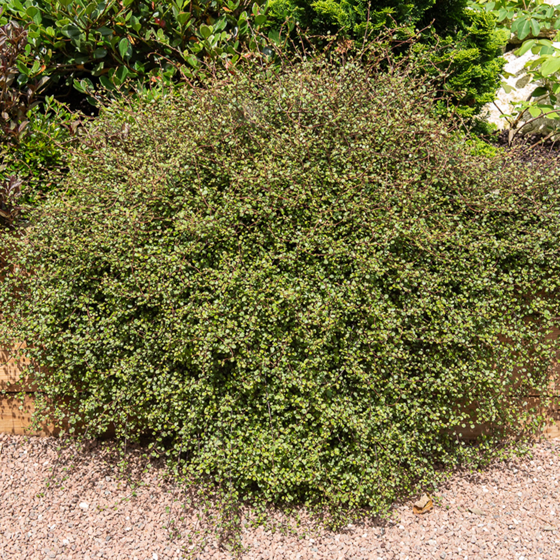 MUEHLENBECKIA complexa® kruipend en klimmend - Bakker