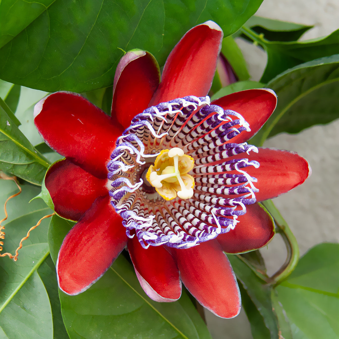 Wilde grenadille/gevleugelde passiebloem - Bakker