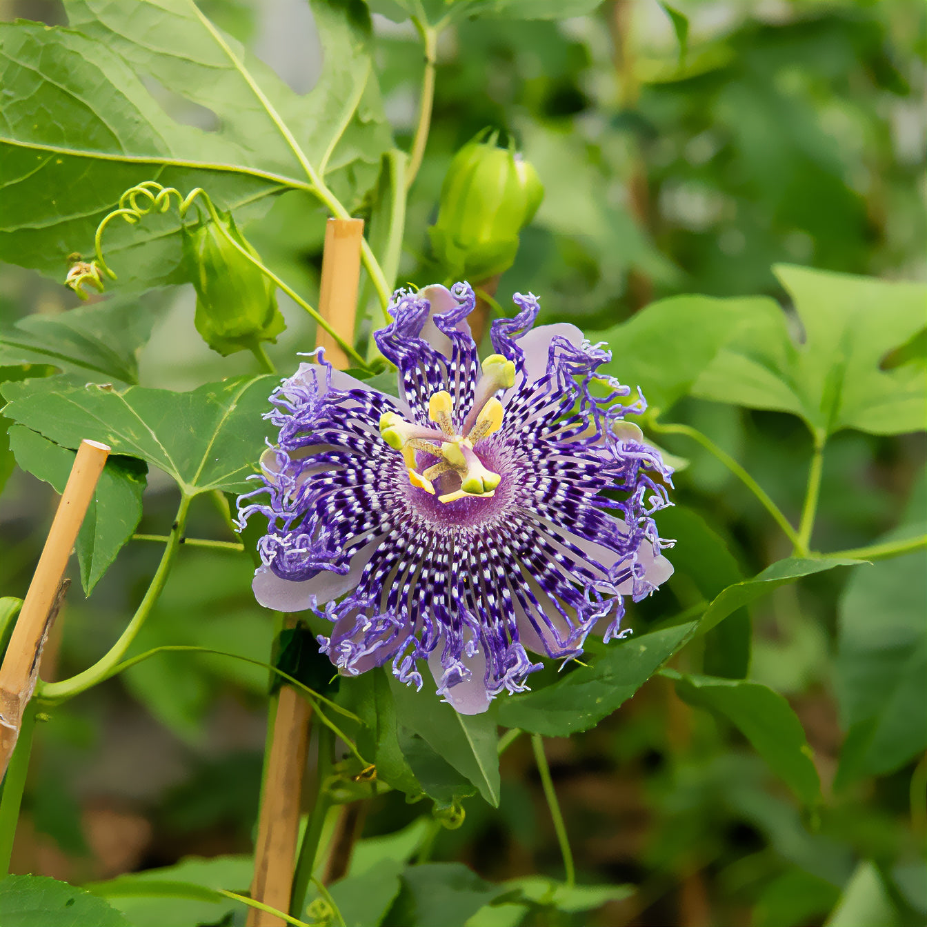 Passiflora Fata confetto - Passiebloem Fata Confetto - Passiebloem