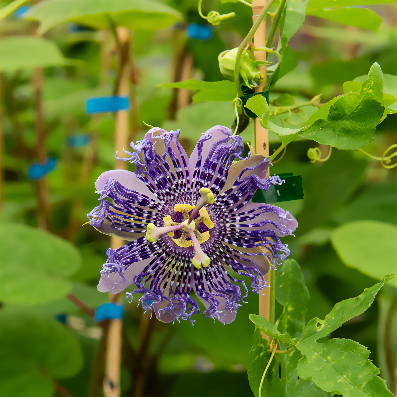 Passiebloem - Passiebloem Fata Confetto - Passiflora Fata confetto