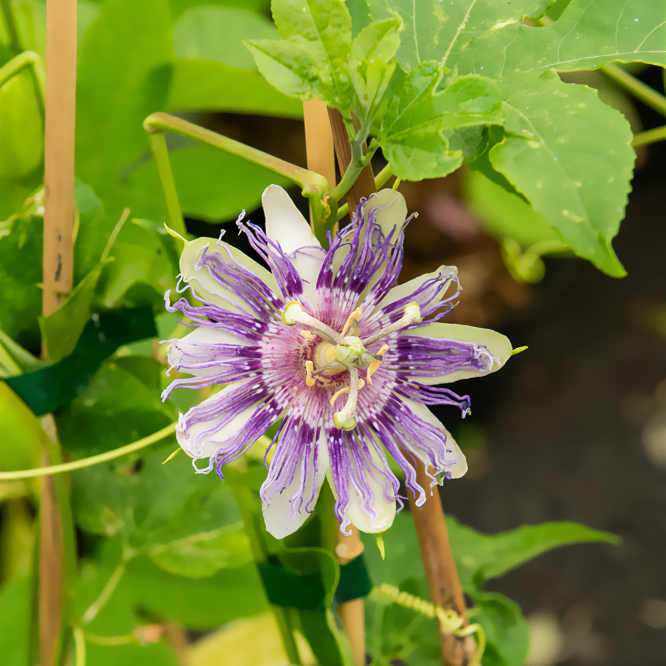 Passiebloem - Passiflora incarnata - Bakker