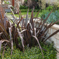 Phormium tenax Black Adder ® - Phormium Black Adder ® - Wintergroene planten