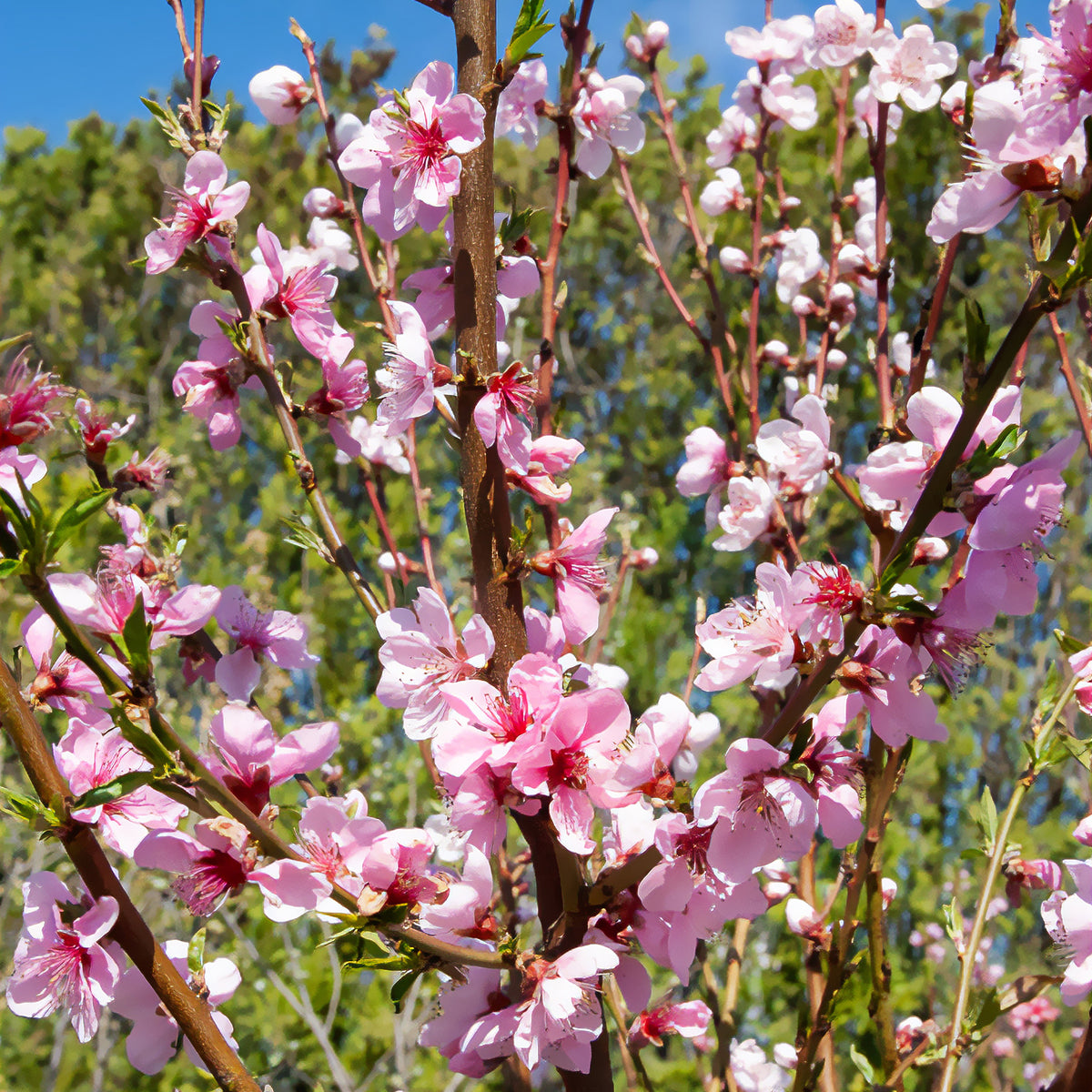 Prunus persica Saturne - Platte perzik Saturn - Perzikbomen