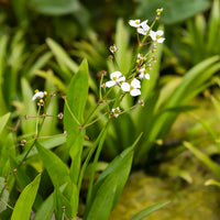 Smalbladig pijlkruid - Sagittaria graminea - Bakker