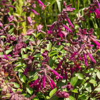 Hybride Salie Love and Wishes®  - Salvia Love and Wishes ® - Bakker