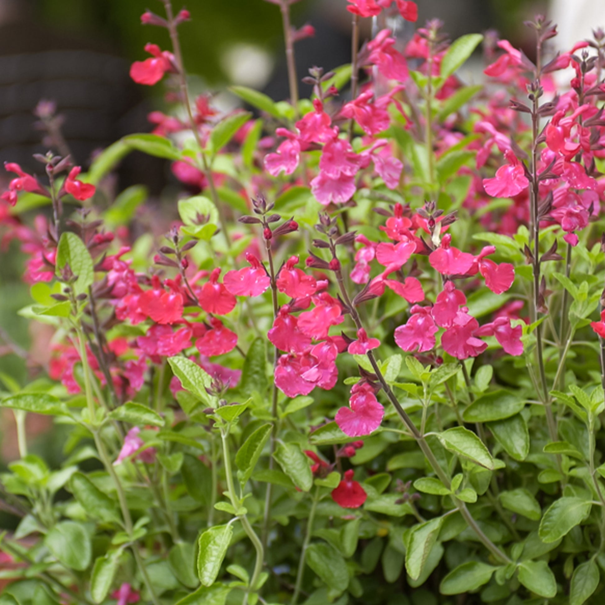 Salvia microphylla Cerro Potosi - Struiksalie Cerro Potosi®  - Salie