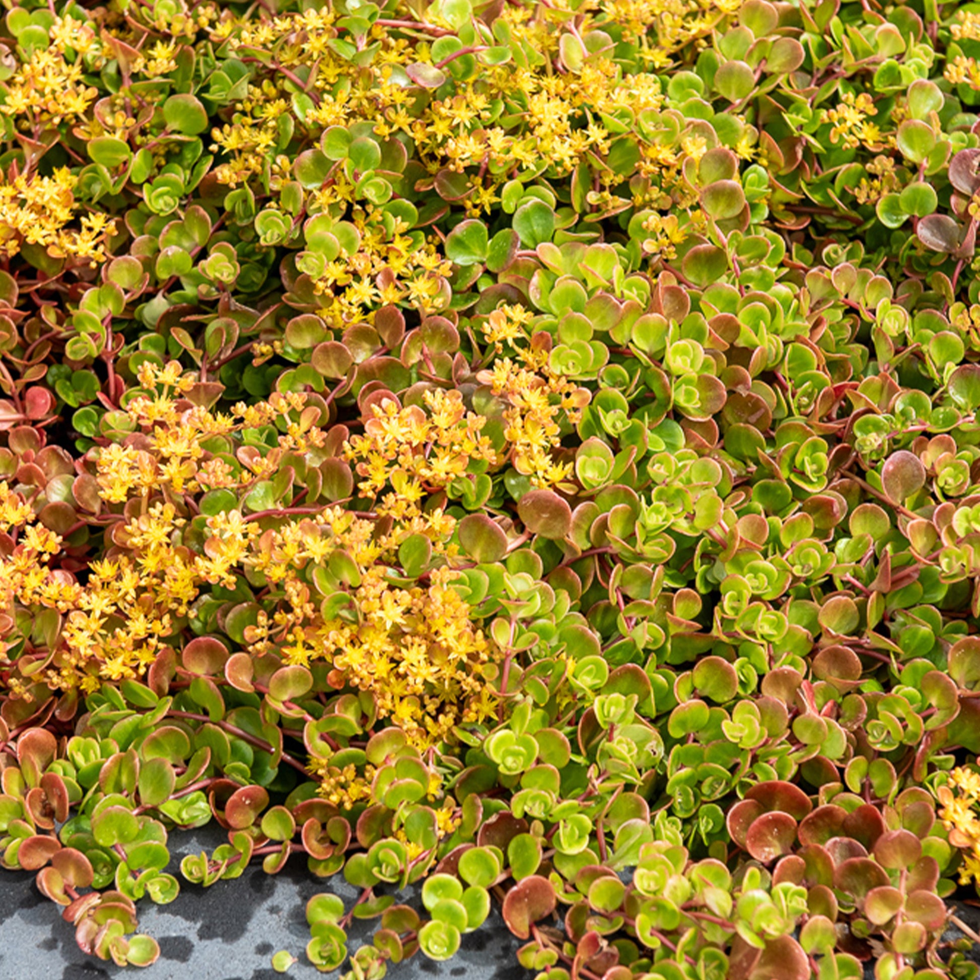 Muurpeper 'Coral Reef' / Sedum tetractinum - Bakker