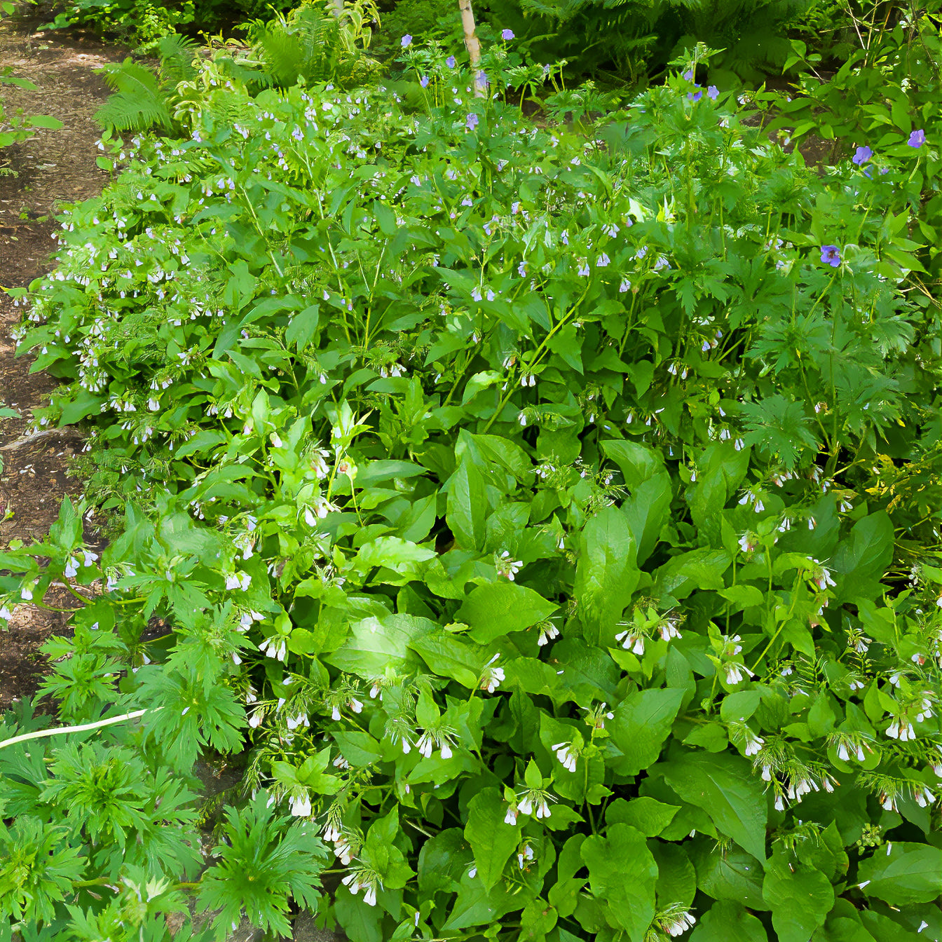 Symphytum officinale - Gewone smeerwortel - Wilde tuinplanten