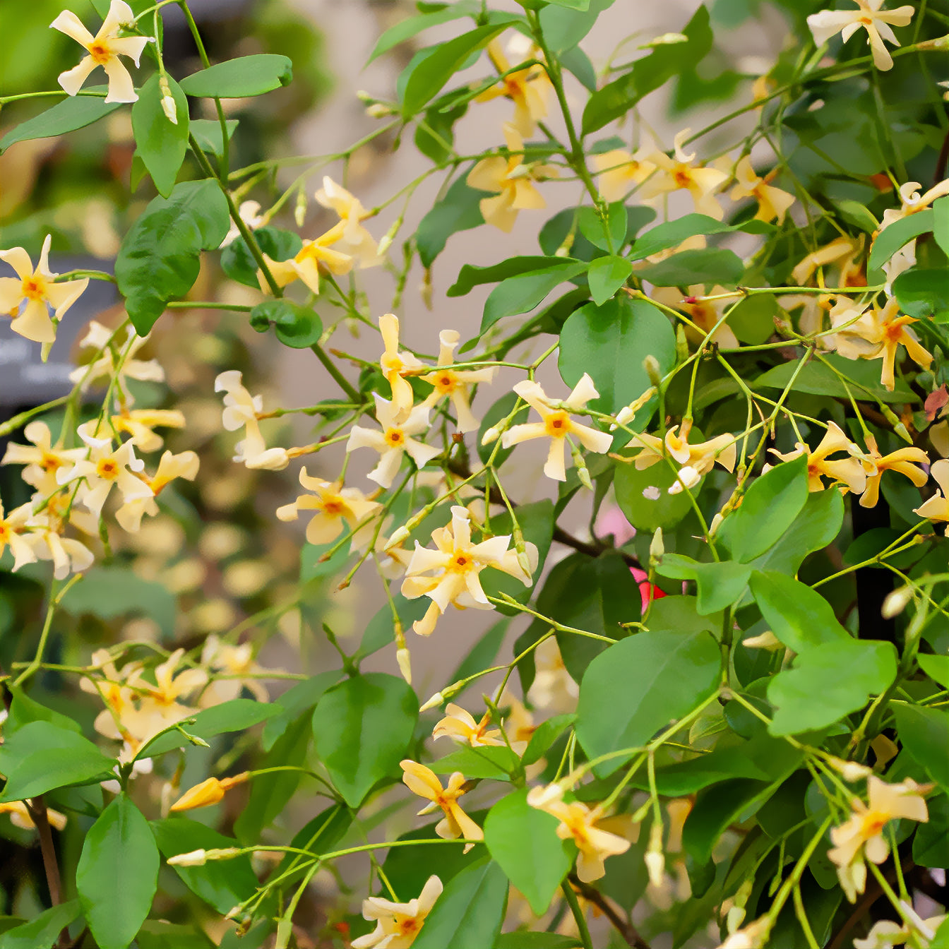 Toscaanse jasmijn - Trachelospermum asiaticum - Bakker