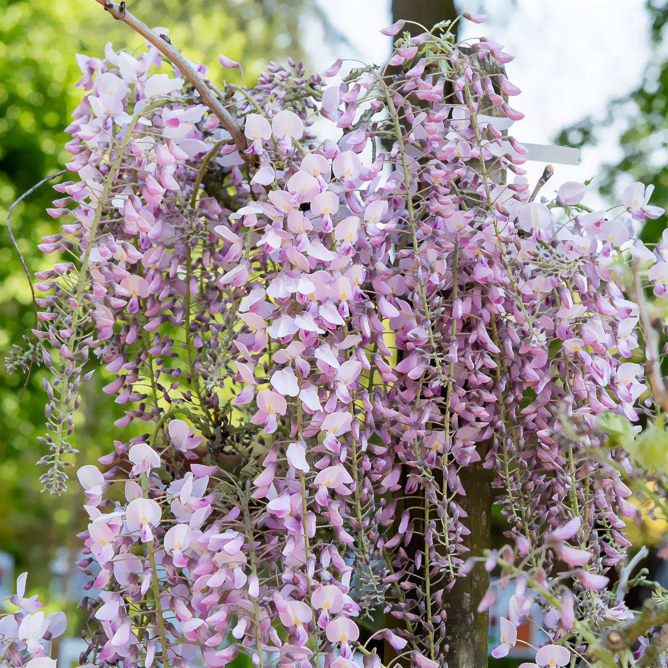 Blauwe regen Roze - Bakker