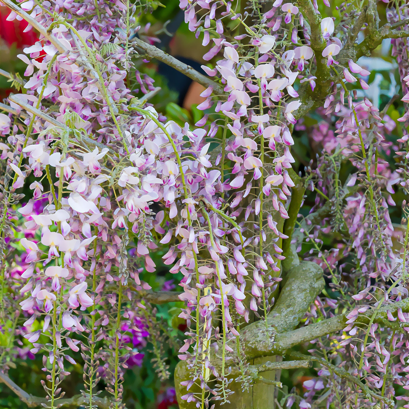 Verkoop Blauwe regen Roze - Wisteria floribunda Pink ice