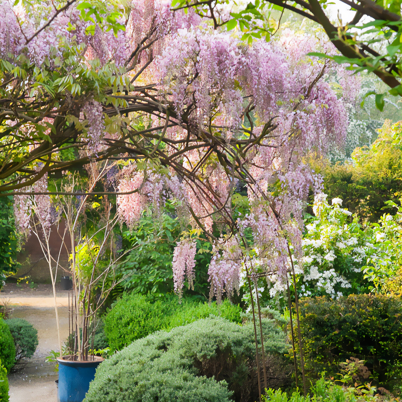 Blauwe bloeiende planten | 10 x mooie blauwe bloemen | Tijd voor je tuin Blauwe bloeiende planten | 10 x mooie blauwe bloemen | Tijd voor je tuin
