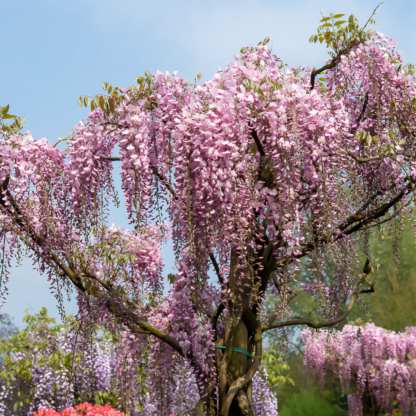 Wisteria floribunda Pink ice - Blauwe regen Roze - Wisteria