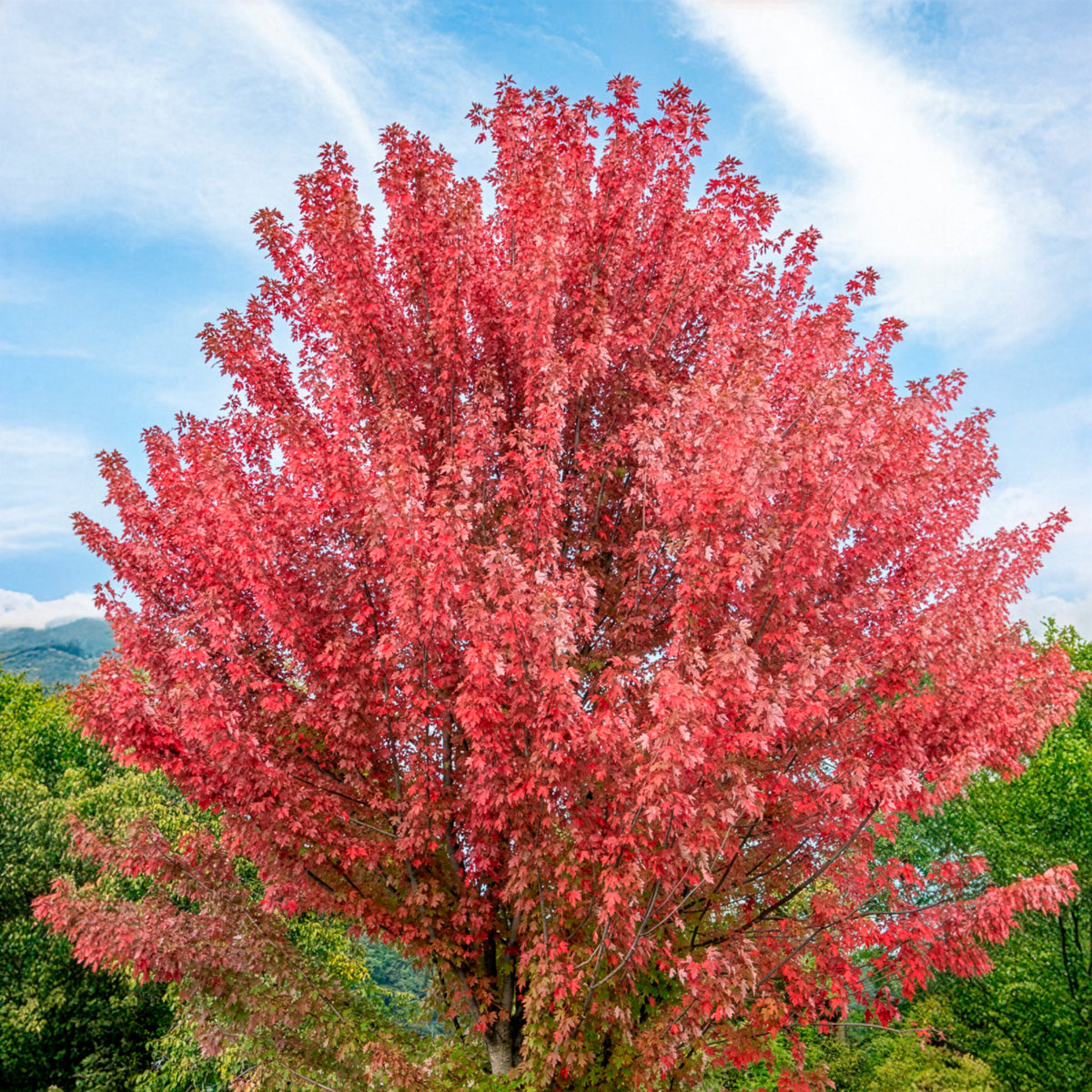 Esdoorn Freeman 'Autumn Blaze' - Bakker