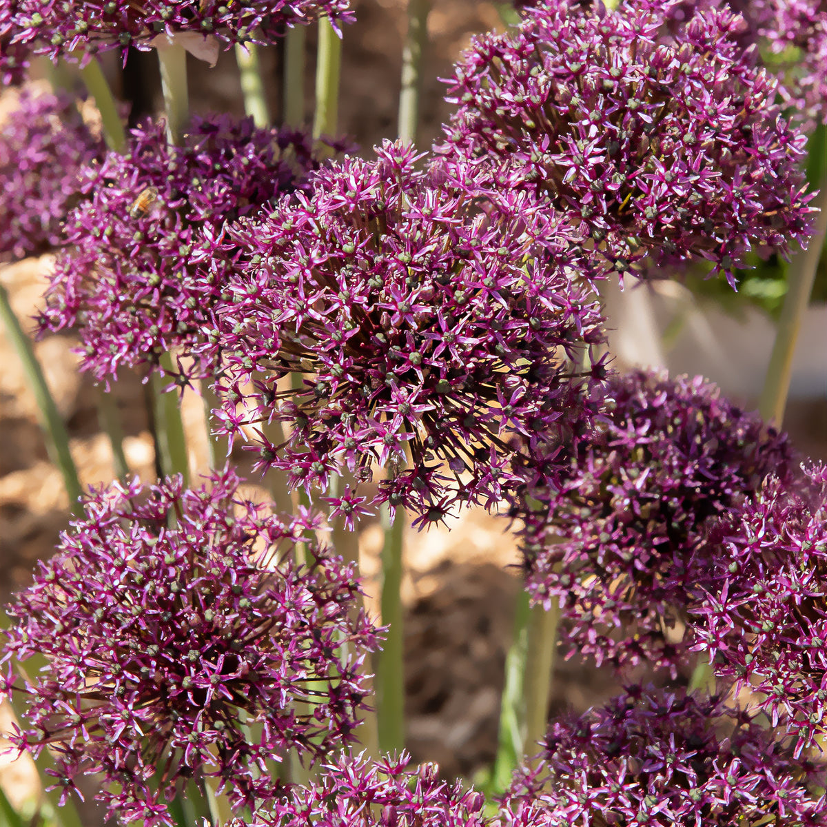 Sierui 'Miami' - Allium Miami - Bakker