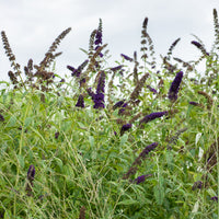 Buddleja davidii Black Knight - Vlinderstruik 'Black Knight' - Vlinderstruik - Buddleja