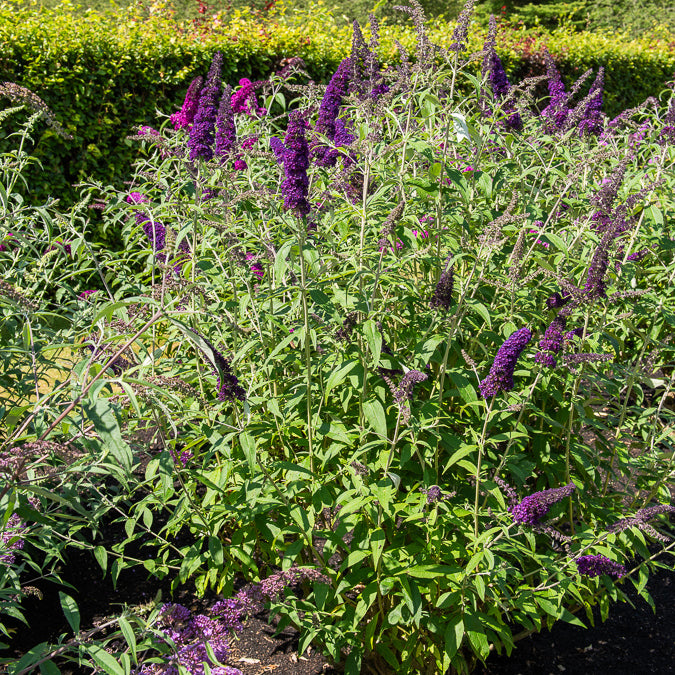 Vlinderstruik 'Black Knight' - Bakker